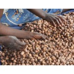 Hands in shea Butter